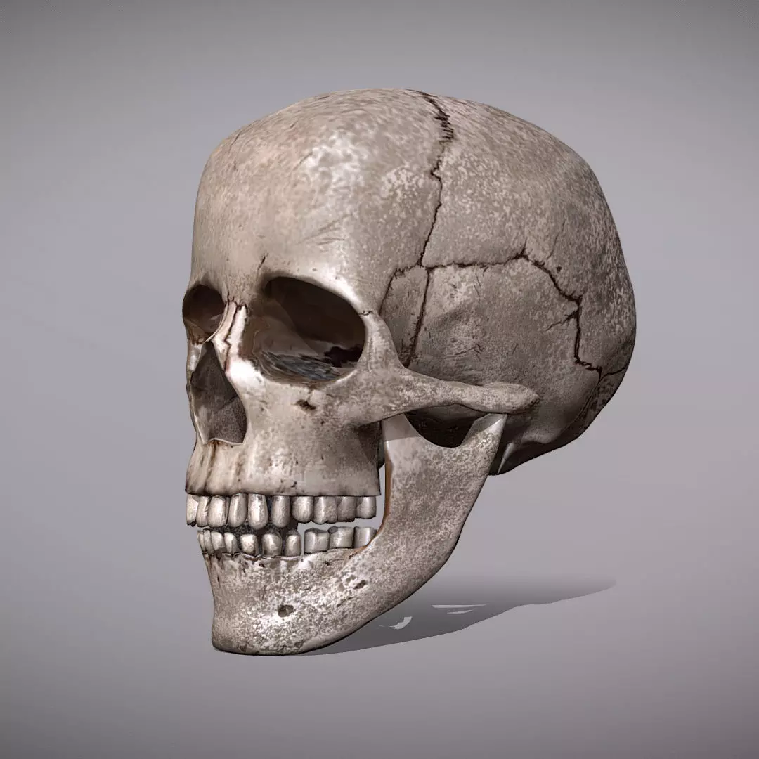 Skull Realistic Male Anatomy 3D model_0