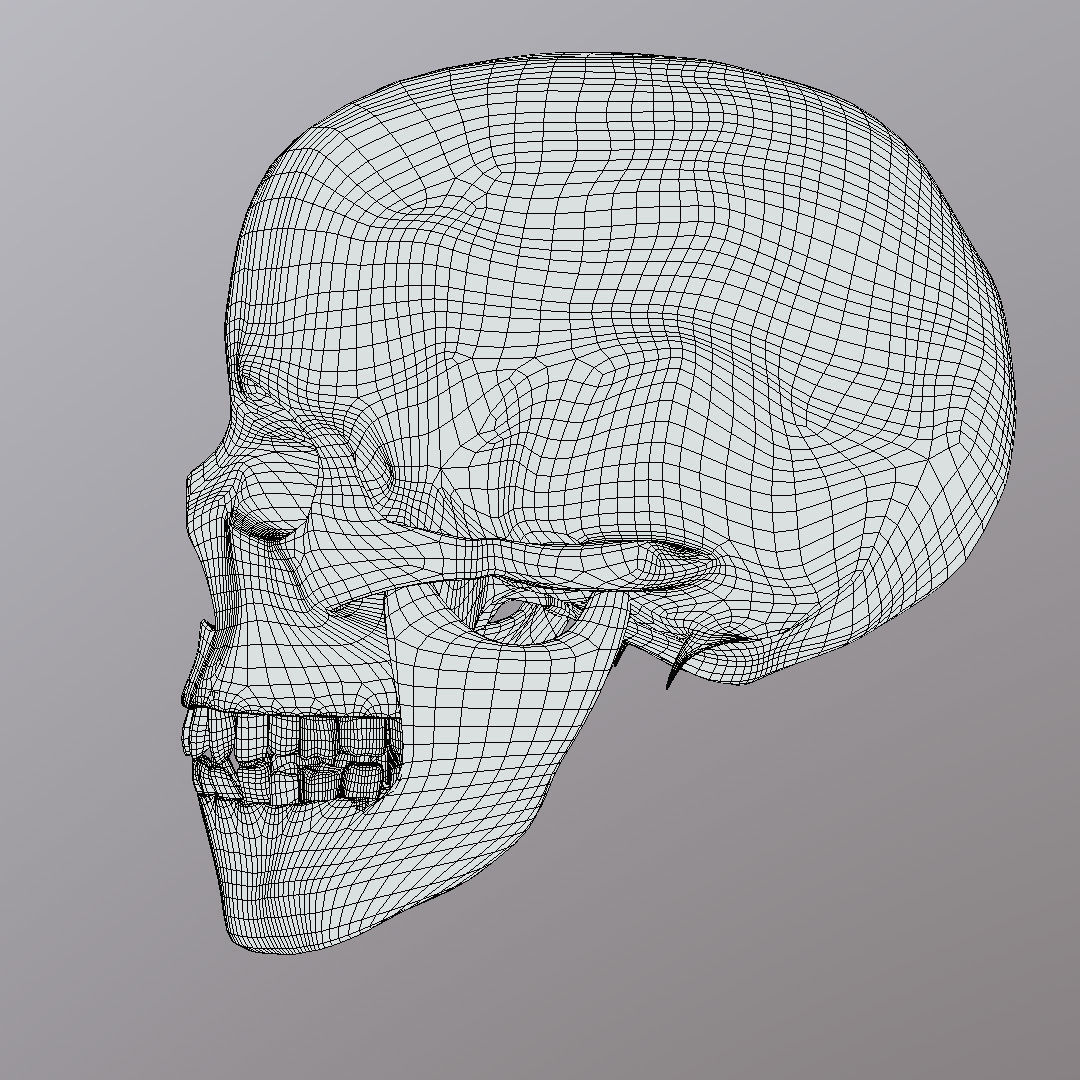 Skull Realistic Male Anatomy 3D model_9