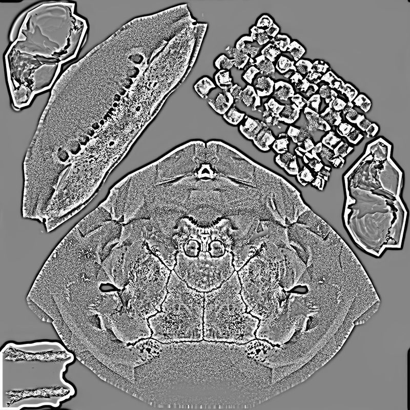 Skull Realistic Male Anatomy 3D model_18