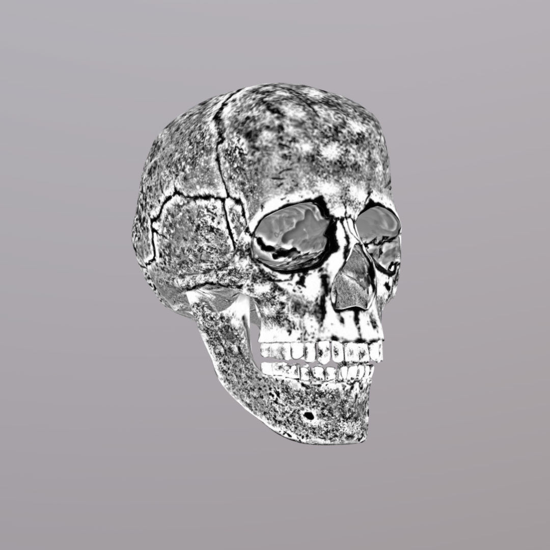 Skull Realistic Male Anatomy 3D model_12