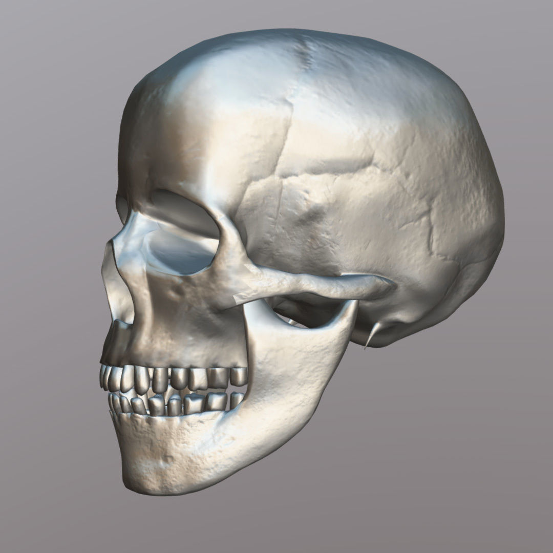 Skull Realistic Male Anatomy 3D model_7