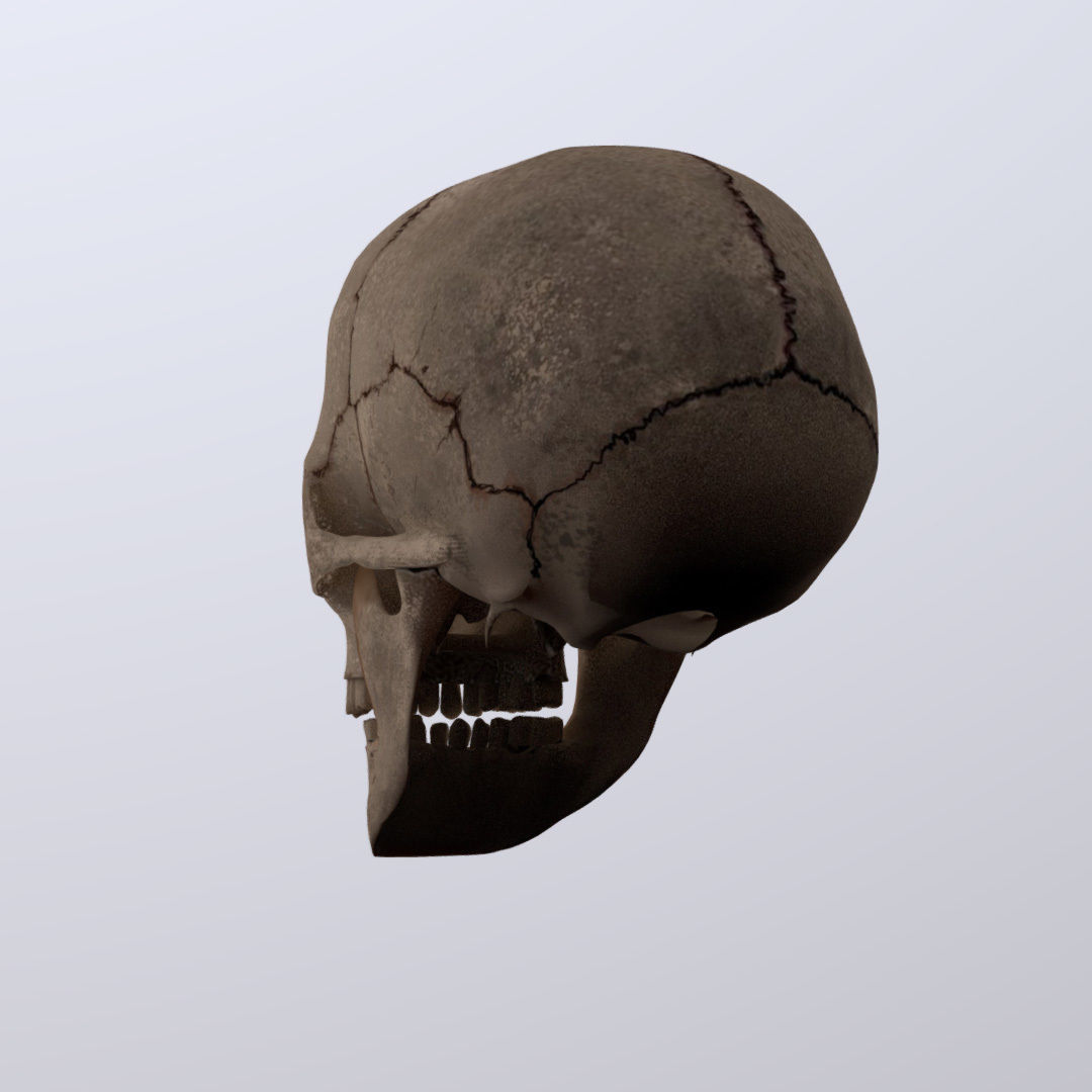 Skull Realistic Male Anatomy 3D model_15