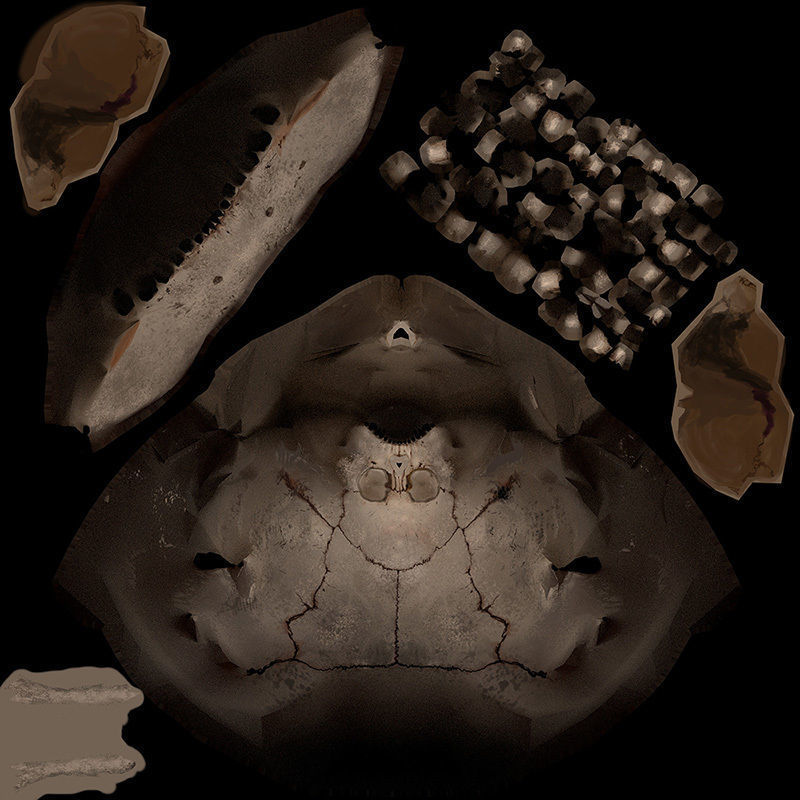 Skull Realistic Male Anatomy 3D model_16