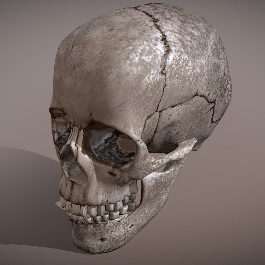 Skull Realistic Male Anatomy 3D model_5