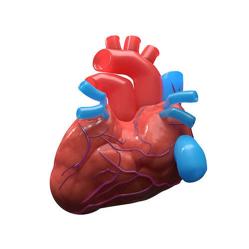 3D Human Heart Model - VR AR low-poly Low-poly 3D model