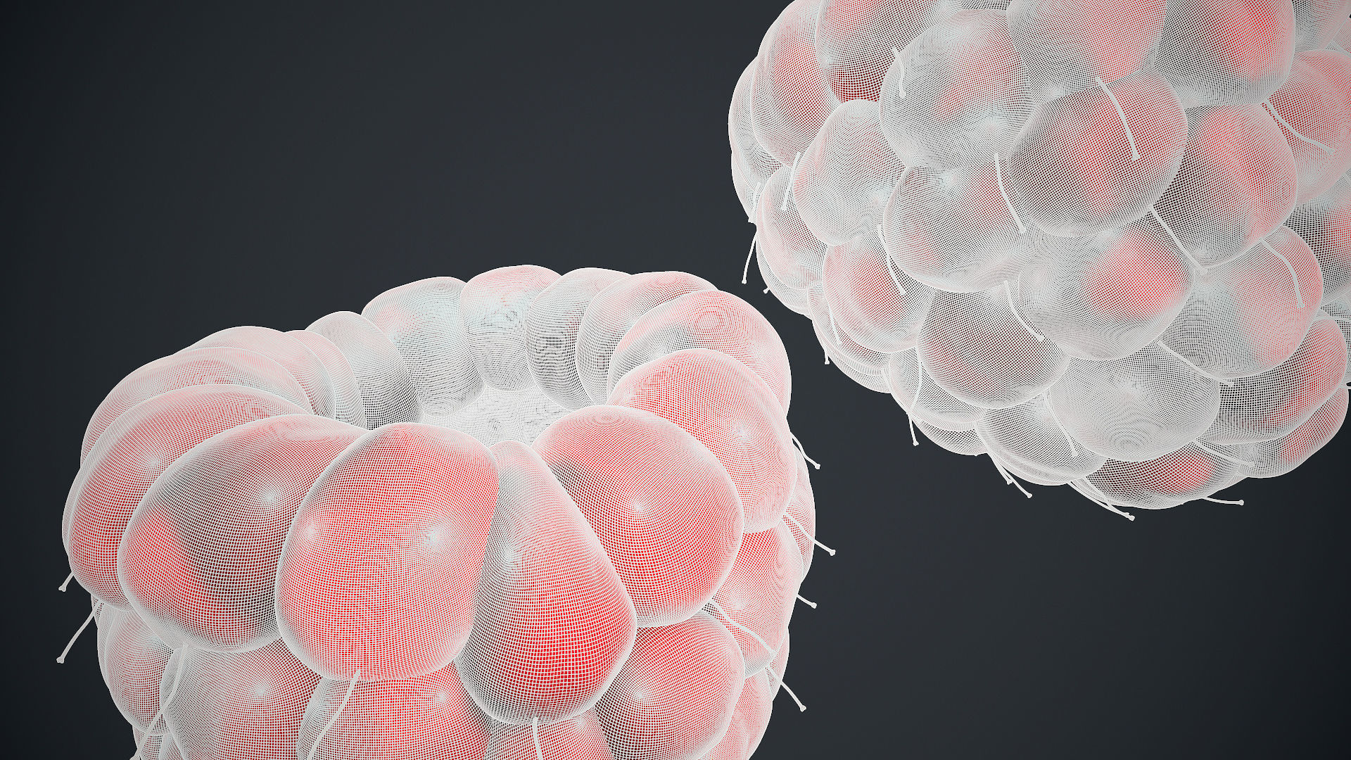 Raspberry high detail 3D model_15