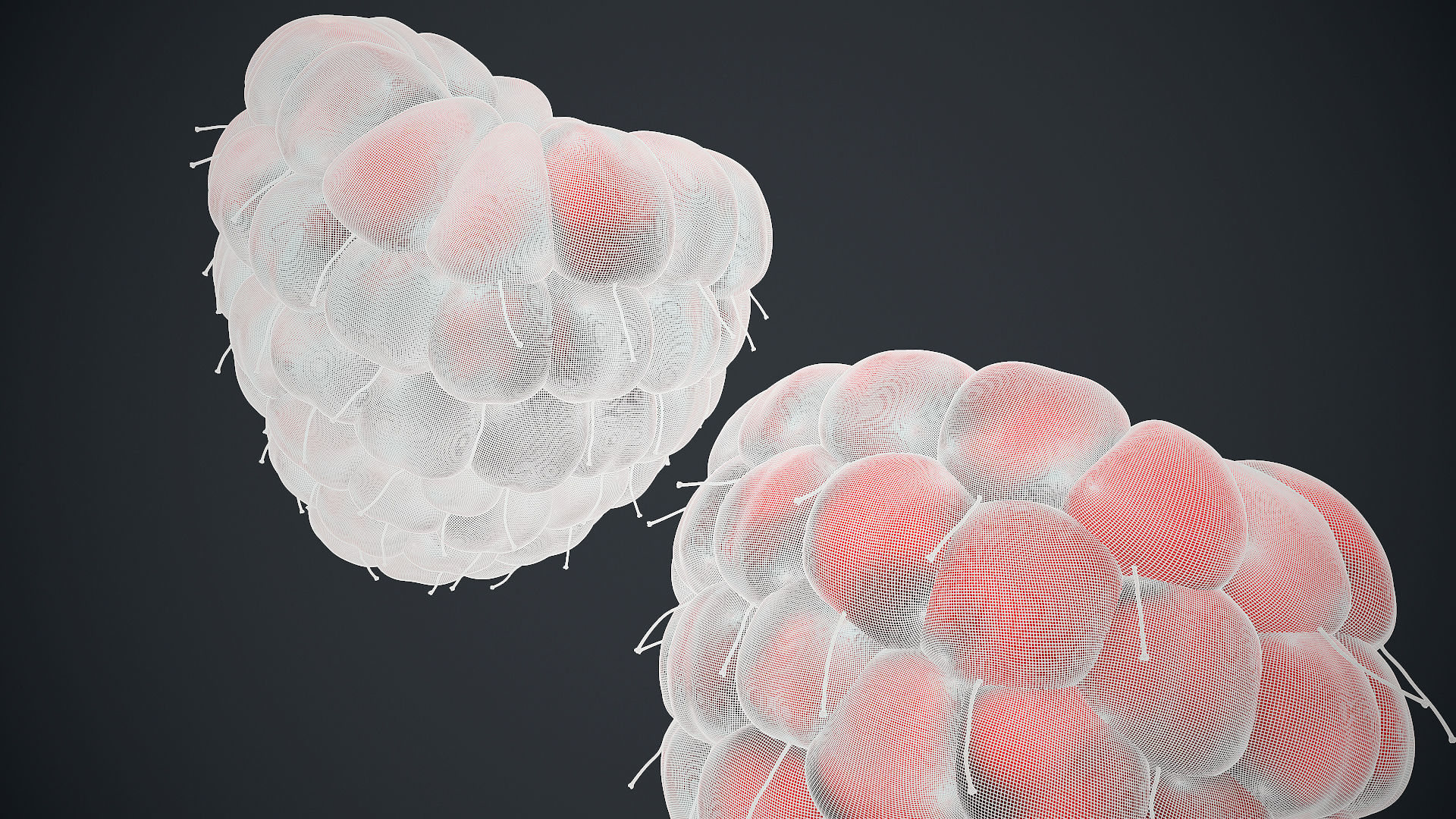 Raspberry high detail 3D model_16