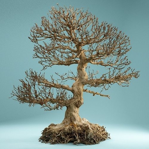 RAW SCAN Dead Bonsai Tree High Poly 01 3D model