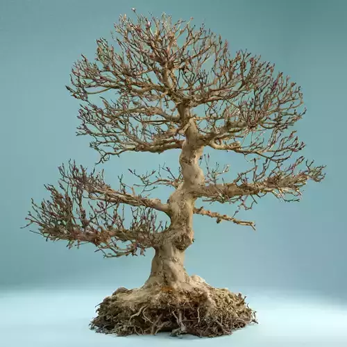 RAW SCAN Dead Bonsai Tree High Poly 01 3D model