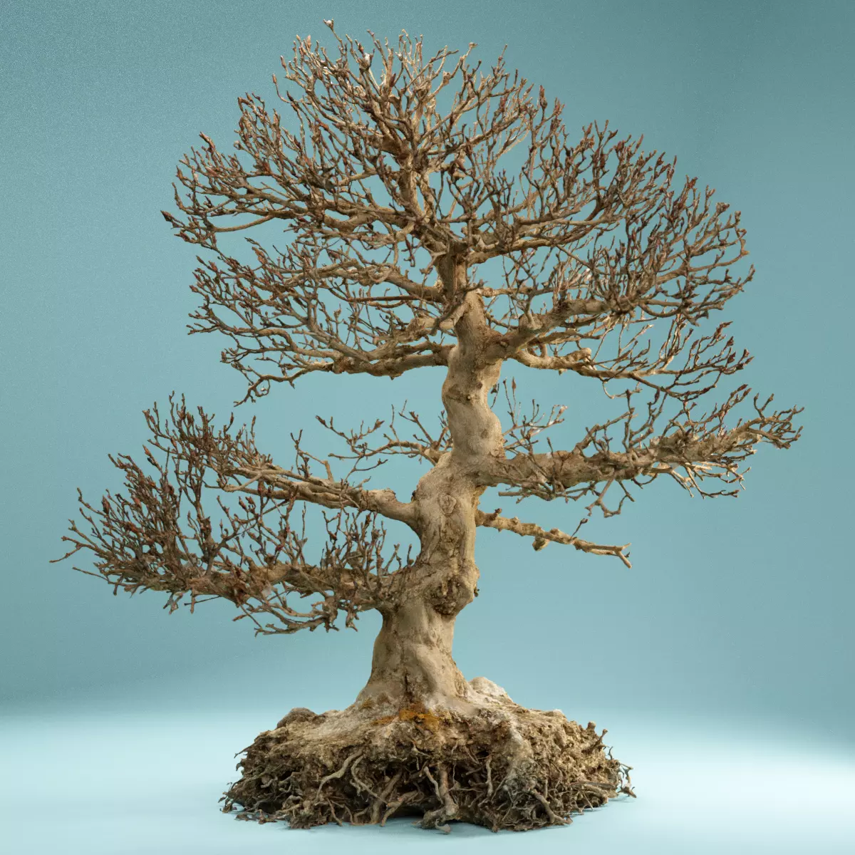 RAW SCAN Dead Bonsai Tree High Poly 01 3D model_0