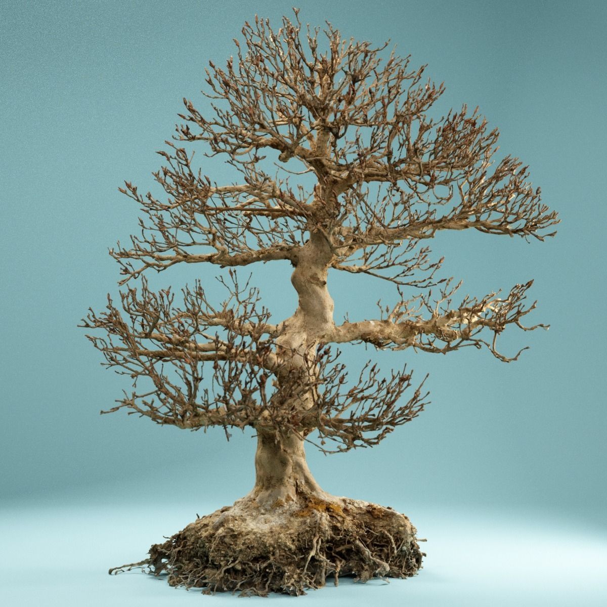 RAW SCAN Dead Bonsai Tree High Poly 01 3D model_2
