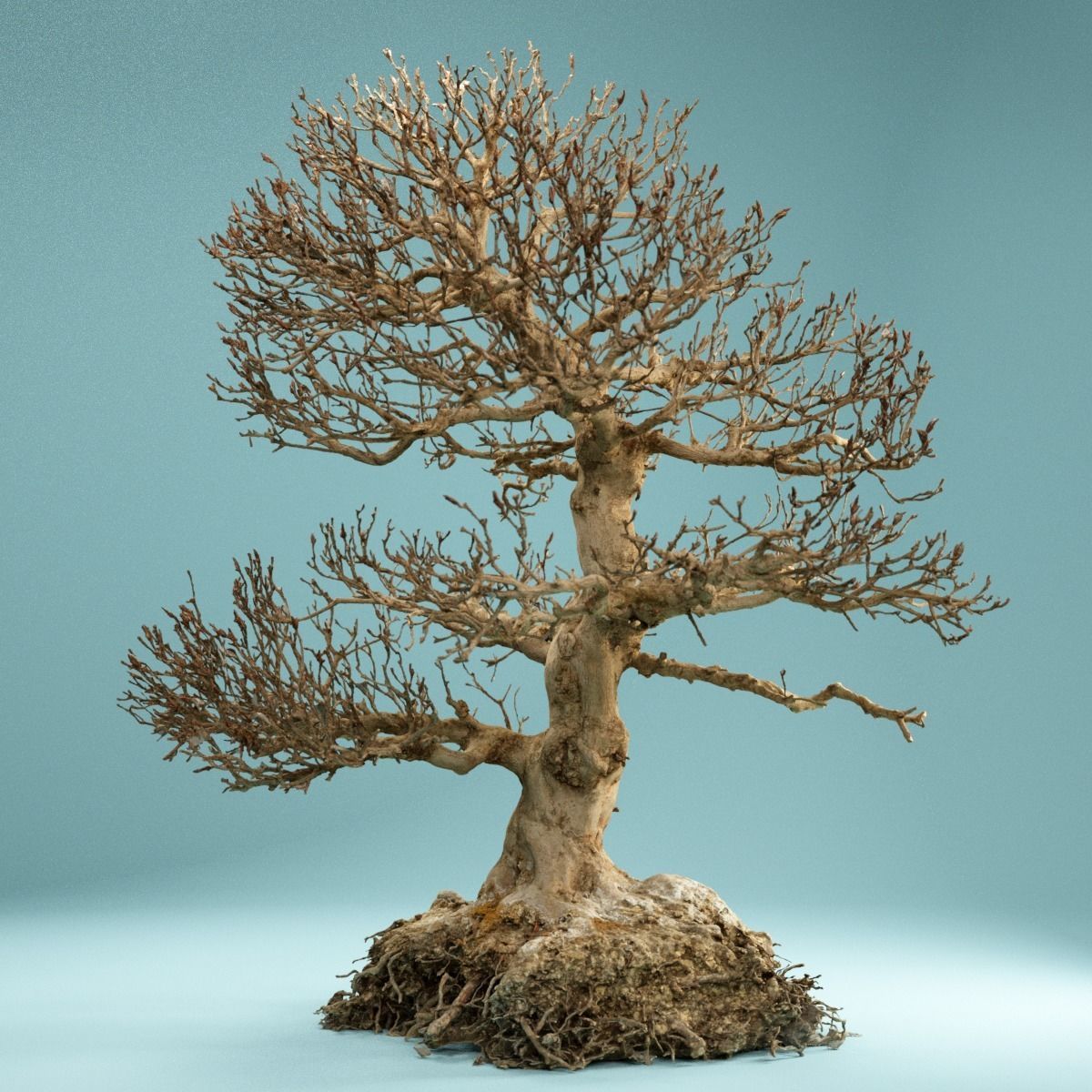 RAW SCAN Dead Bonsai Tree High Poly 01 3D model_10