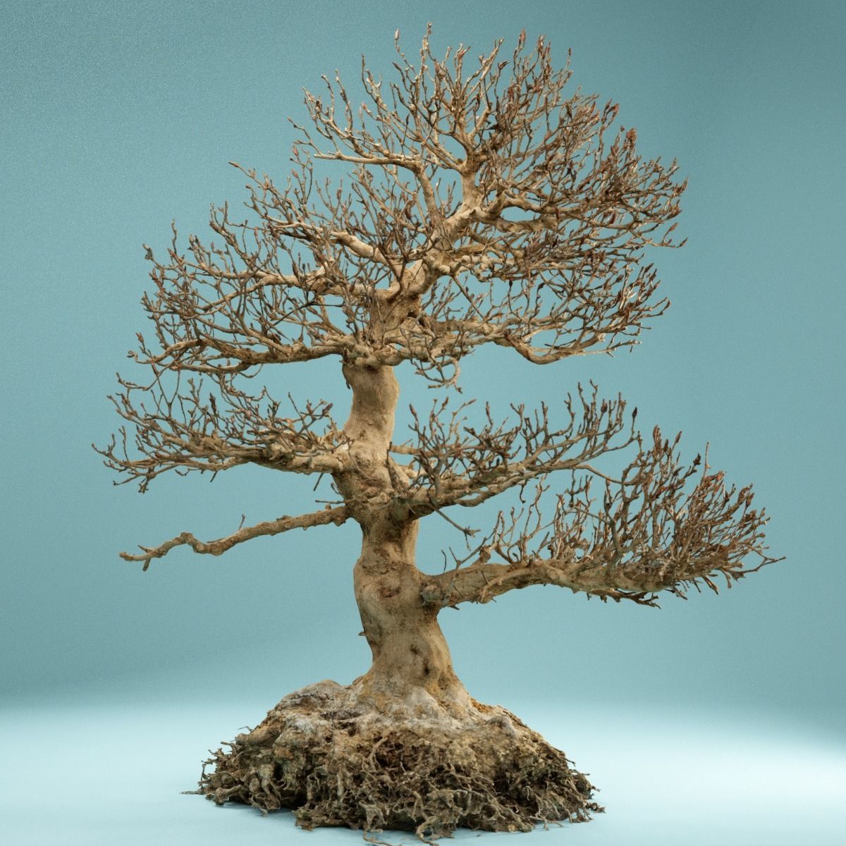 RAW SCAN Dead Bonsai Tree High Poly 01 3D model_5