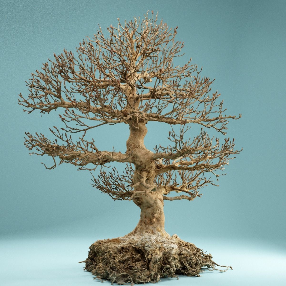 RAW SCAN Dead Bonsai Tree High Poly 01 3D model_8