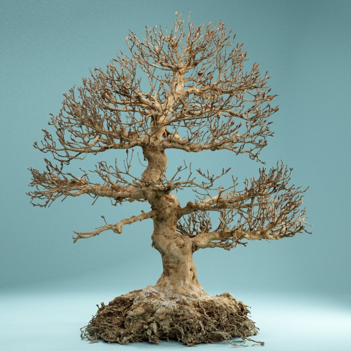 RAW SCAN Dead Bonsai Tree High Poly 01 3D model_6