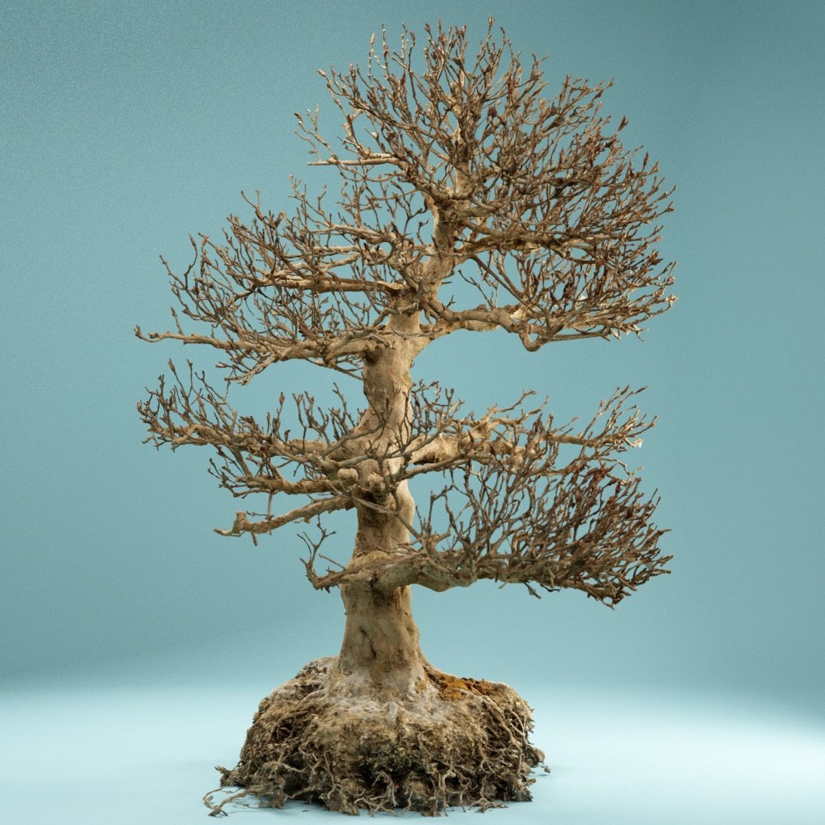 RAW SCAN Dead Bonsai Tree High Poly 01 3D model_3