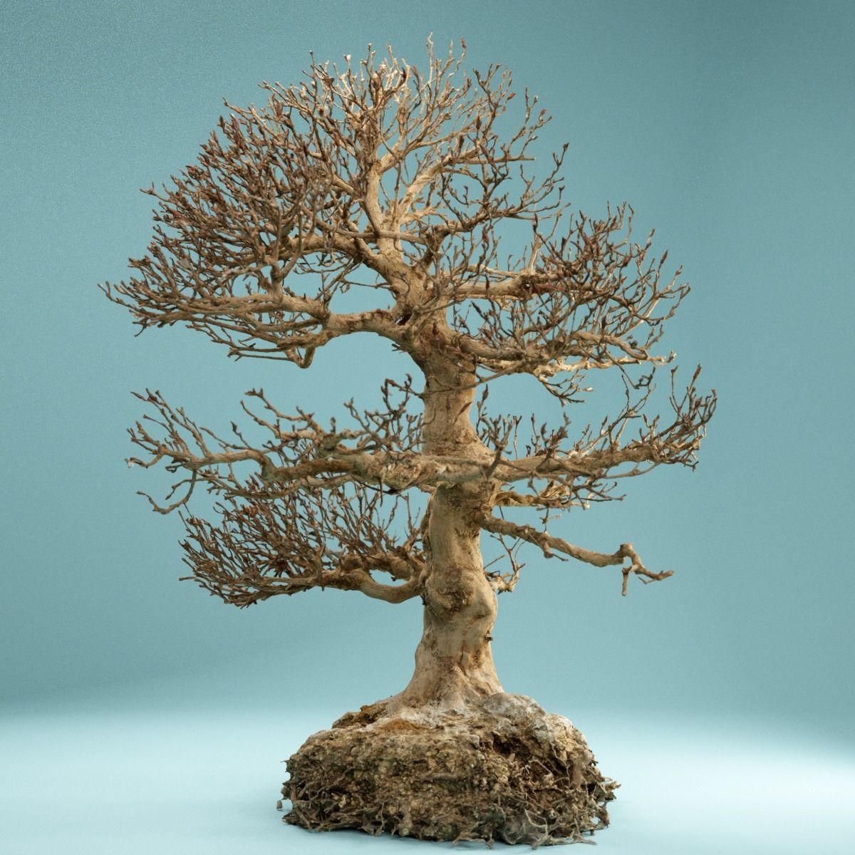 RAW SCAN Dead Bonsai Tree High Poly 01 3D model_9