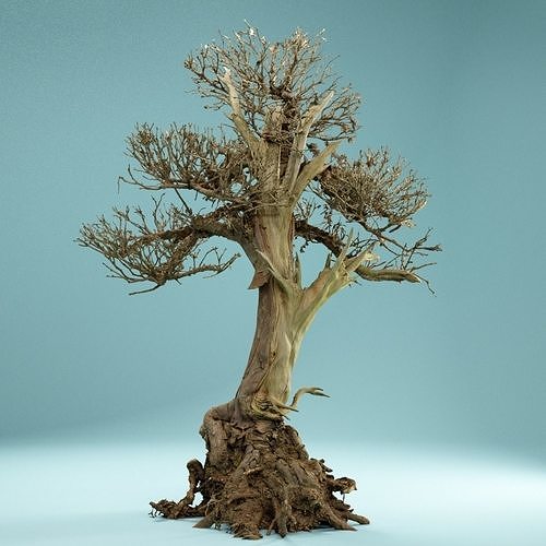 RAW SCAN Dead Bonsai Tree High Poly 02 3D model
