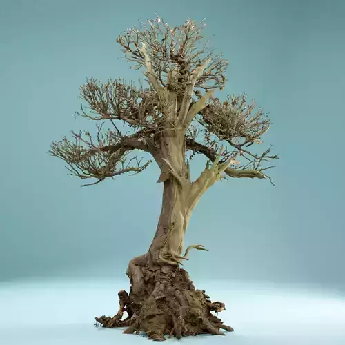 RAW SCAN Dead Bonsai Tree High Poly 02 3D model