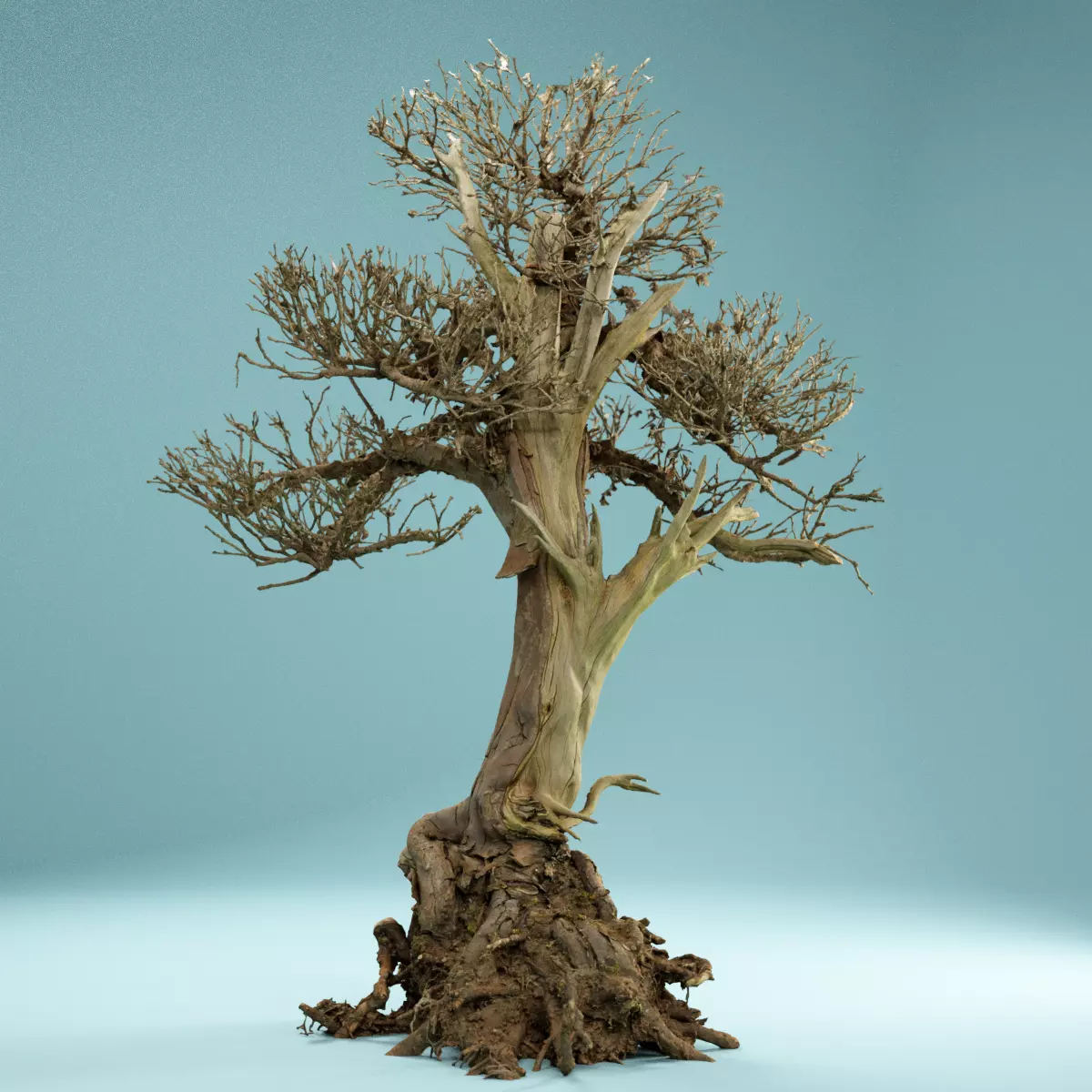 RAW SCAN Dead Bonsai Tree High Poly 02 3D model_0
