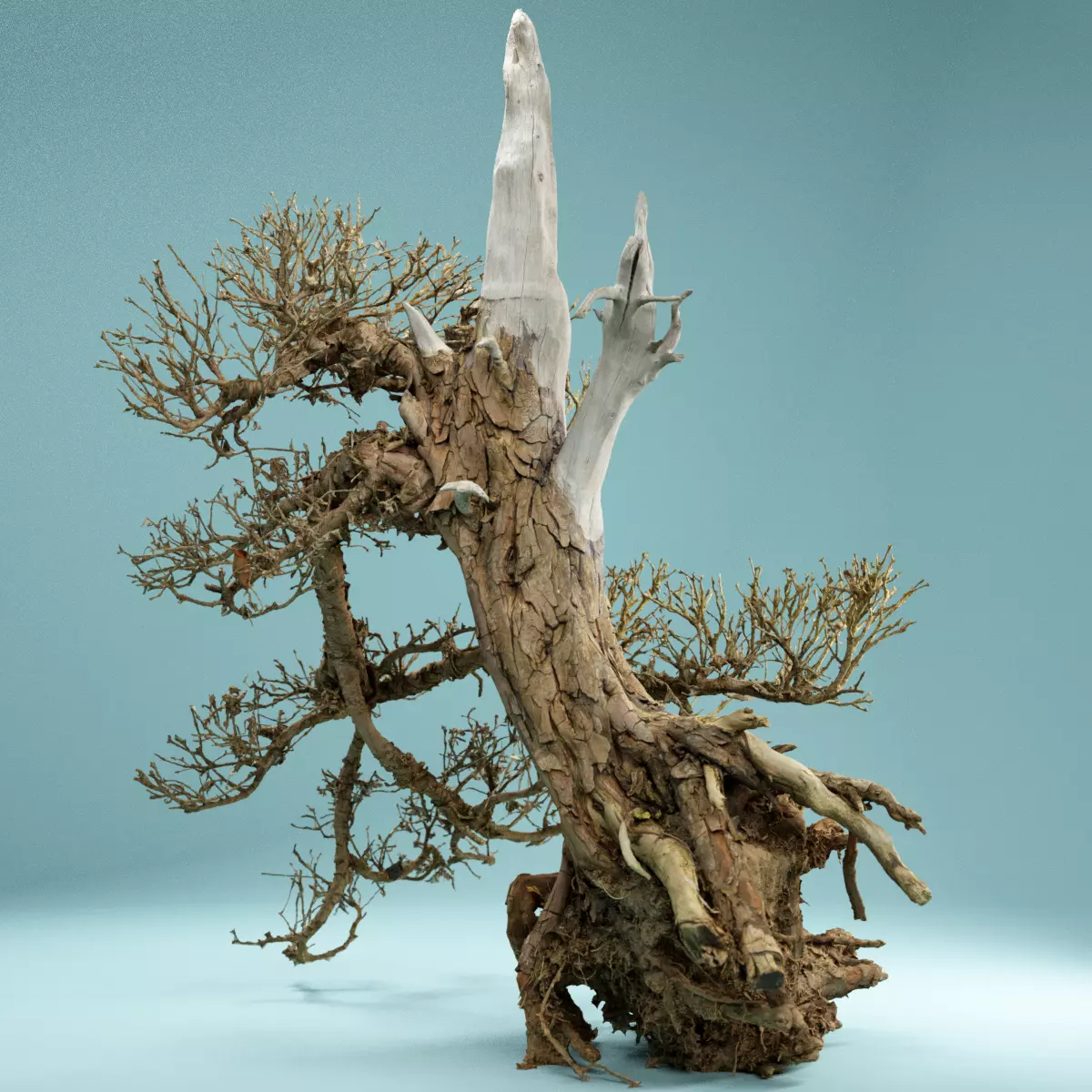 RAW SCAN Dead Bonsai Tree High Poly 03 3D model