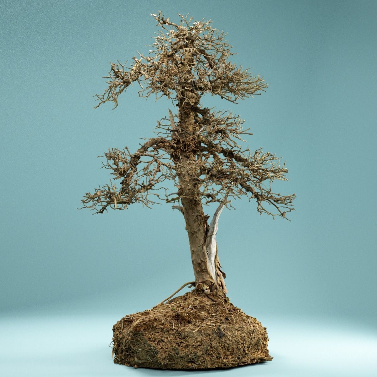 RAW SCAN Dead Bonsai Tree High Poly 04 3D model_8