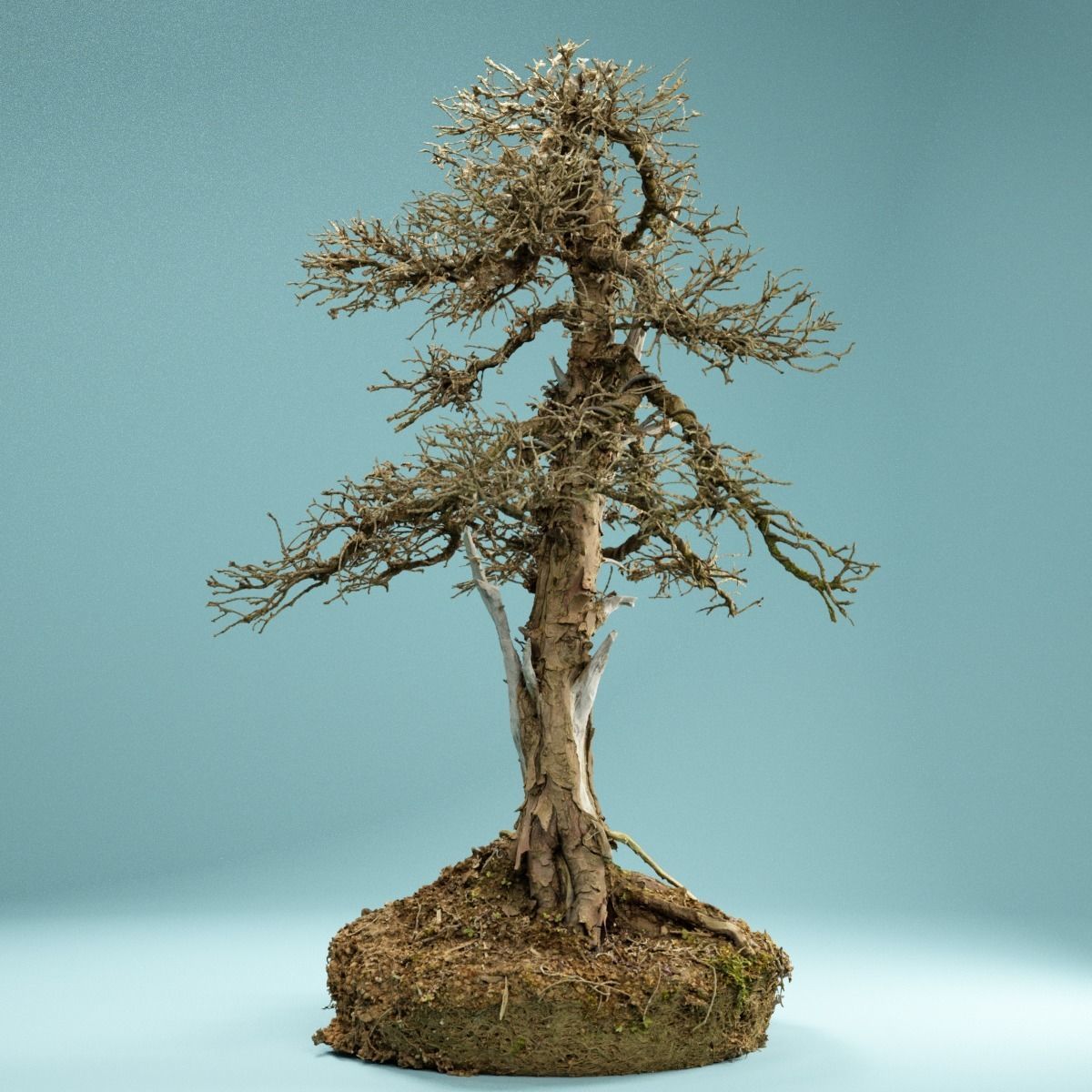 RAW SCAN Dead Bonsai Tree High Poly 04 3D model_3