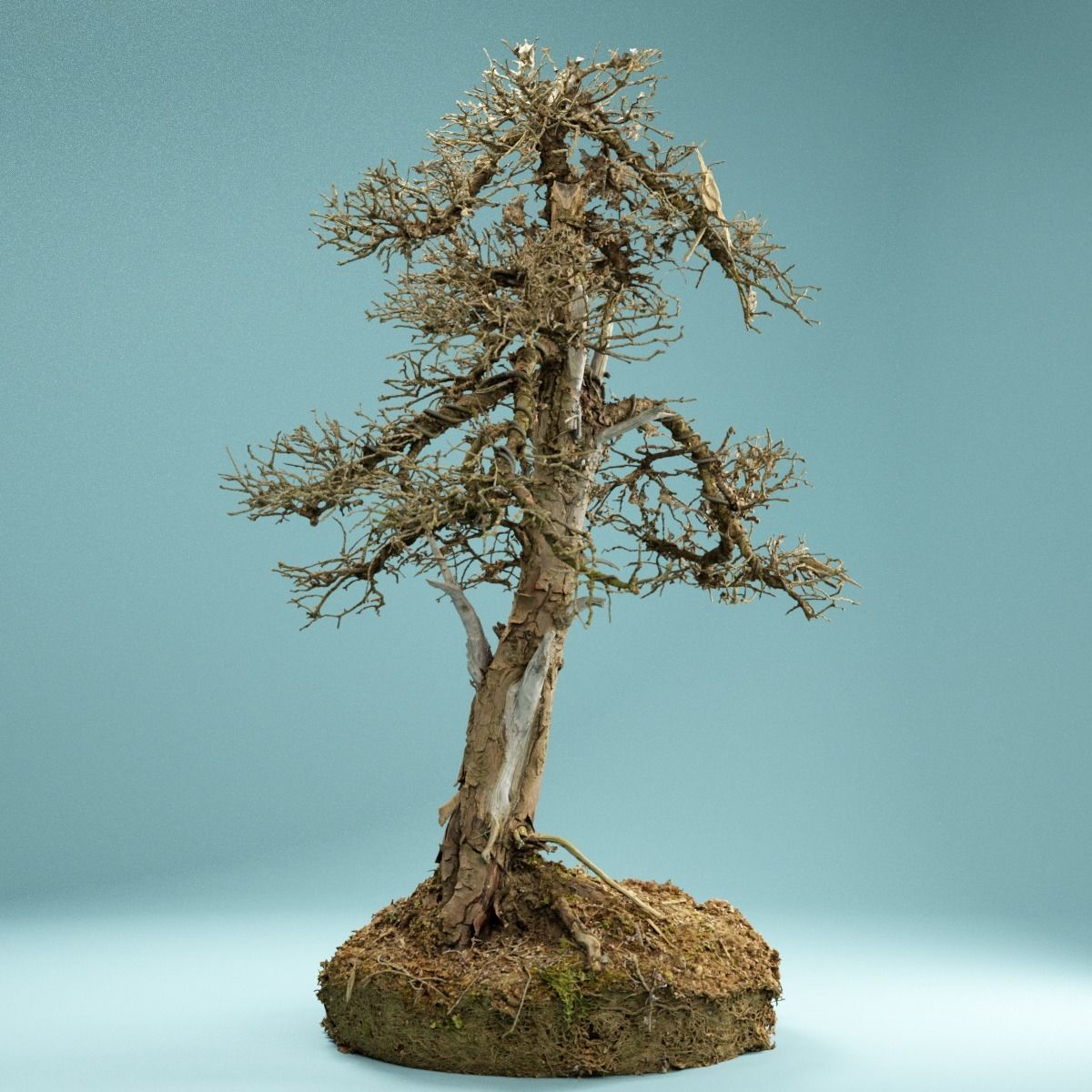 RAW SCAN Dead Bonsai Tree High Poly 04 3D model_2