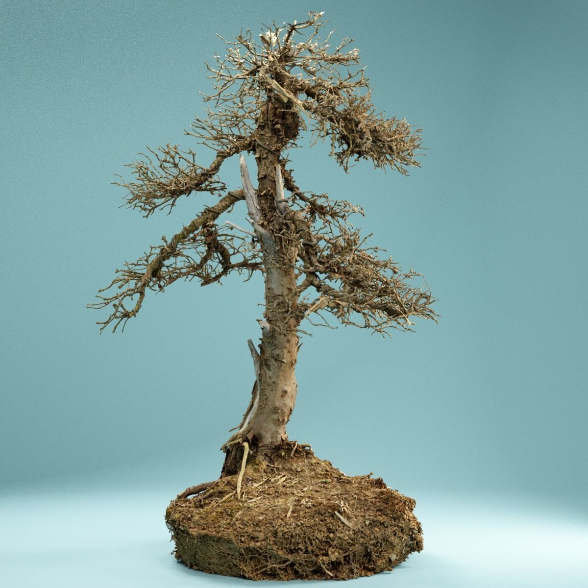 RAW SCAN Dead Bonsai Tree High Poly 04 3D model_11