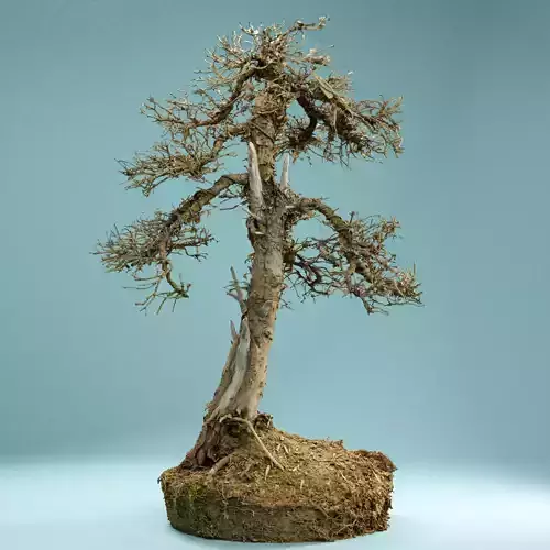 RAW SCAN Dead Bonsai Tree High Poly 04 3D model