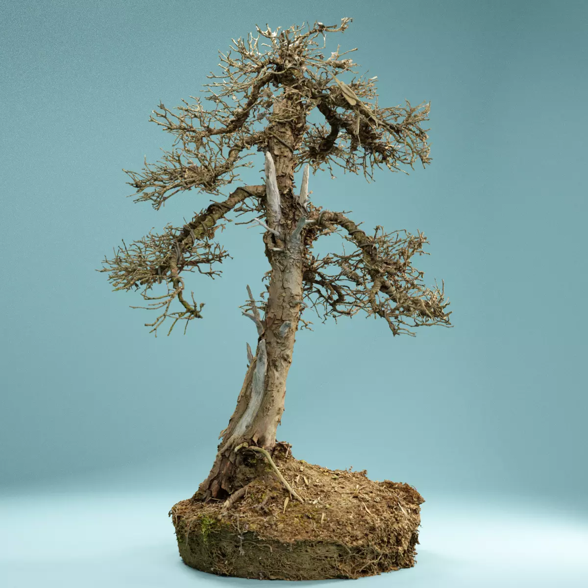 RAW SCAN Dead Bonsai Tree High Poly 04 3D model_0