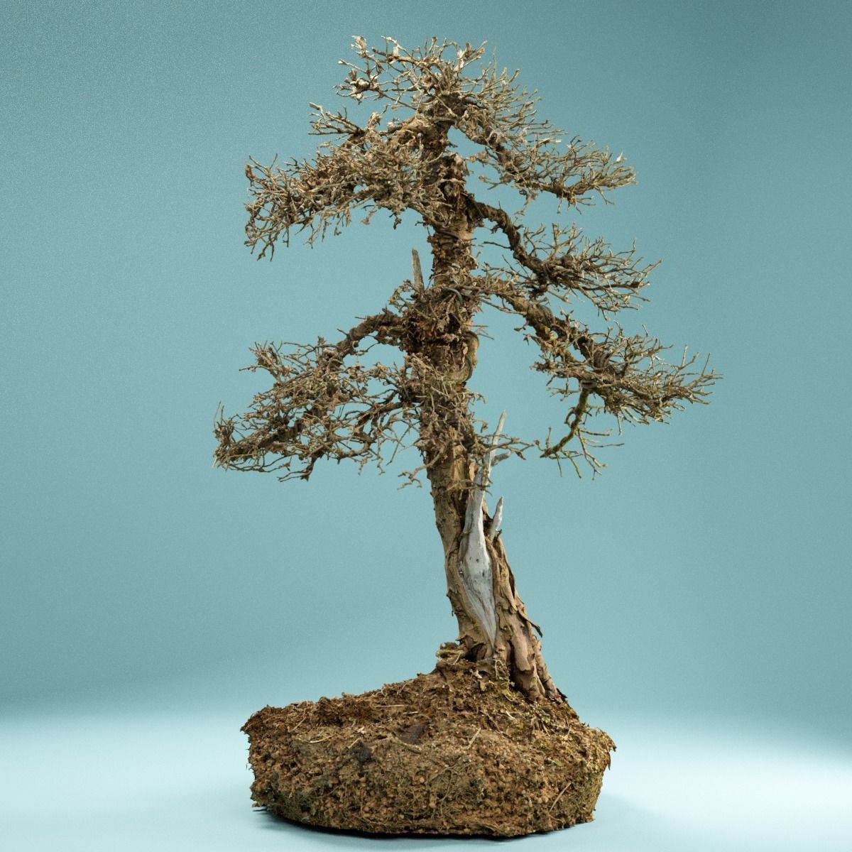 RAW SCAN Dead Bonsai Tree High Poly 04 3D model_6