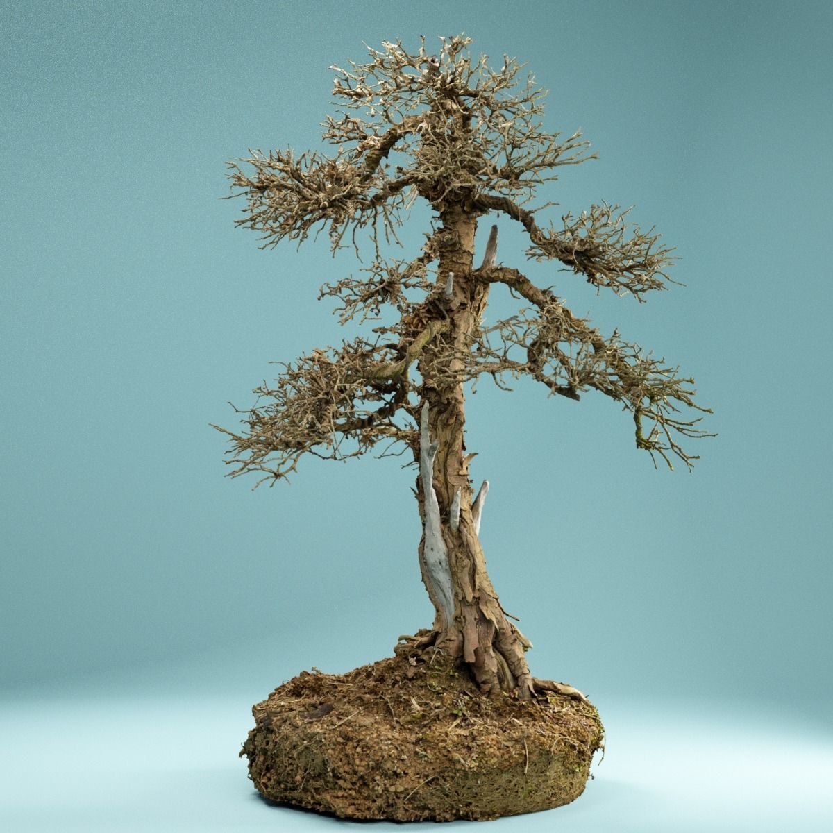 RAW SCAN Dead Bonsai Tree High Poly 04 3D model_5
