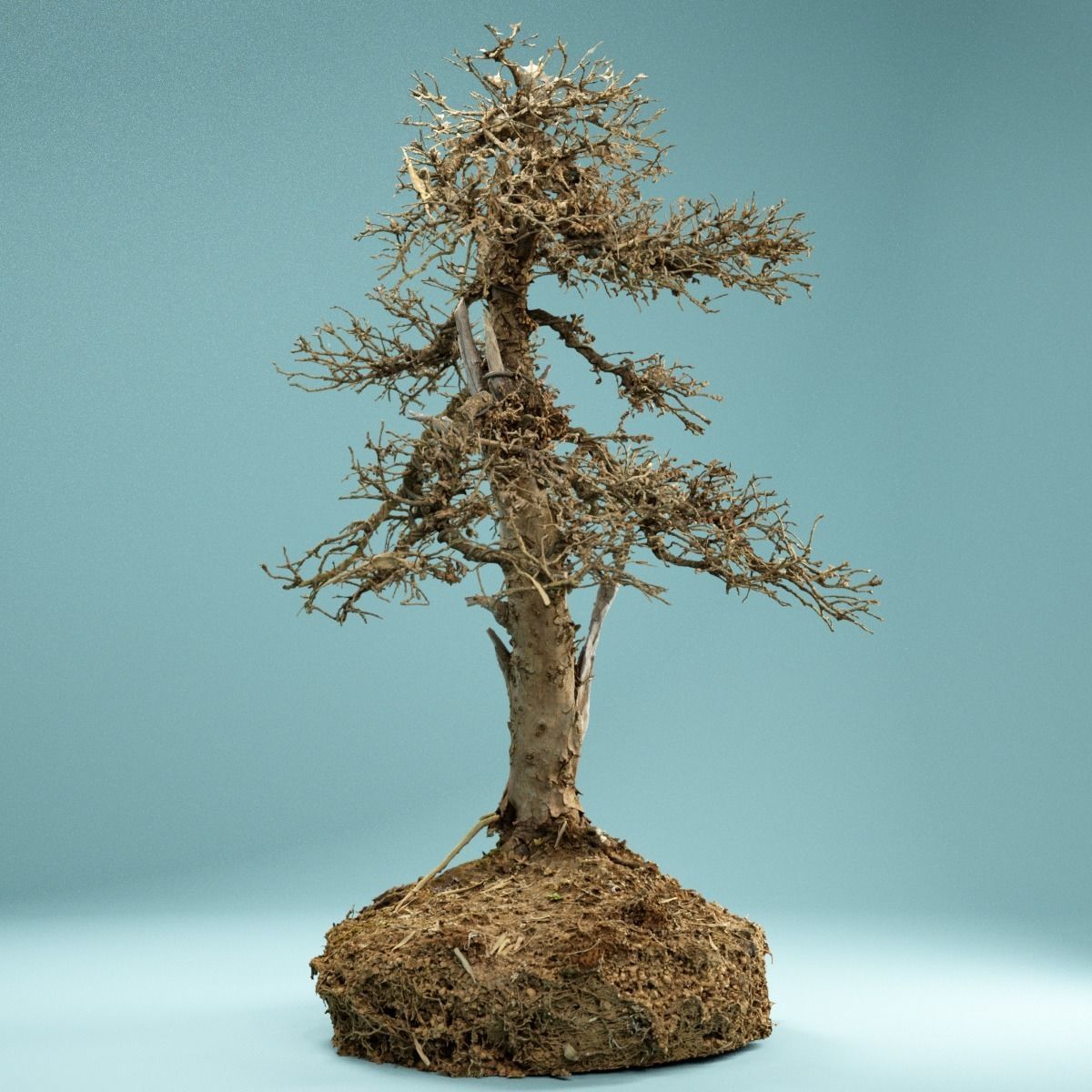 RAW SCAN Dead Bonsai Tree High Poly 04 3D model_9