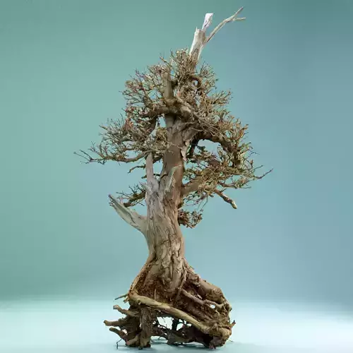 RAW SCAN Dead Bonsai Tree High Poly 05 3D model