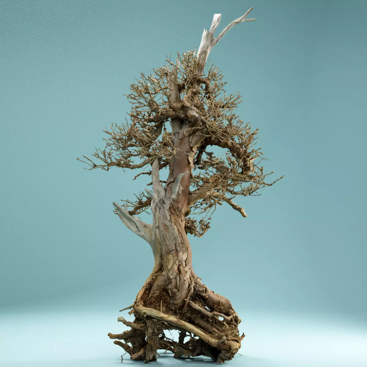 RAW SCAN Dead Bonsai Tree High Poly 05 3D model_0