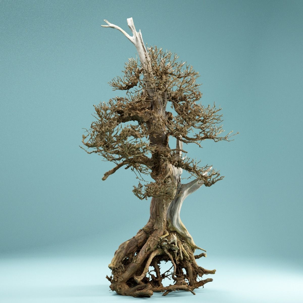 RAW SCAN Dead Bonsai Tree High Poly 05 3D model_6
