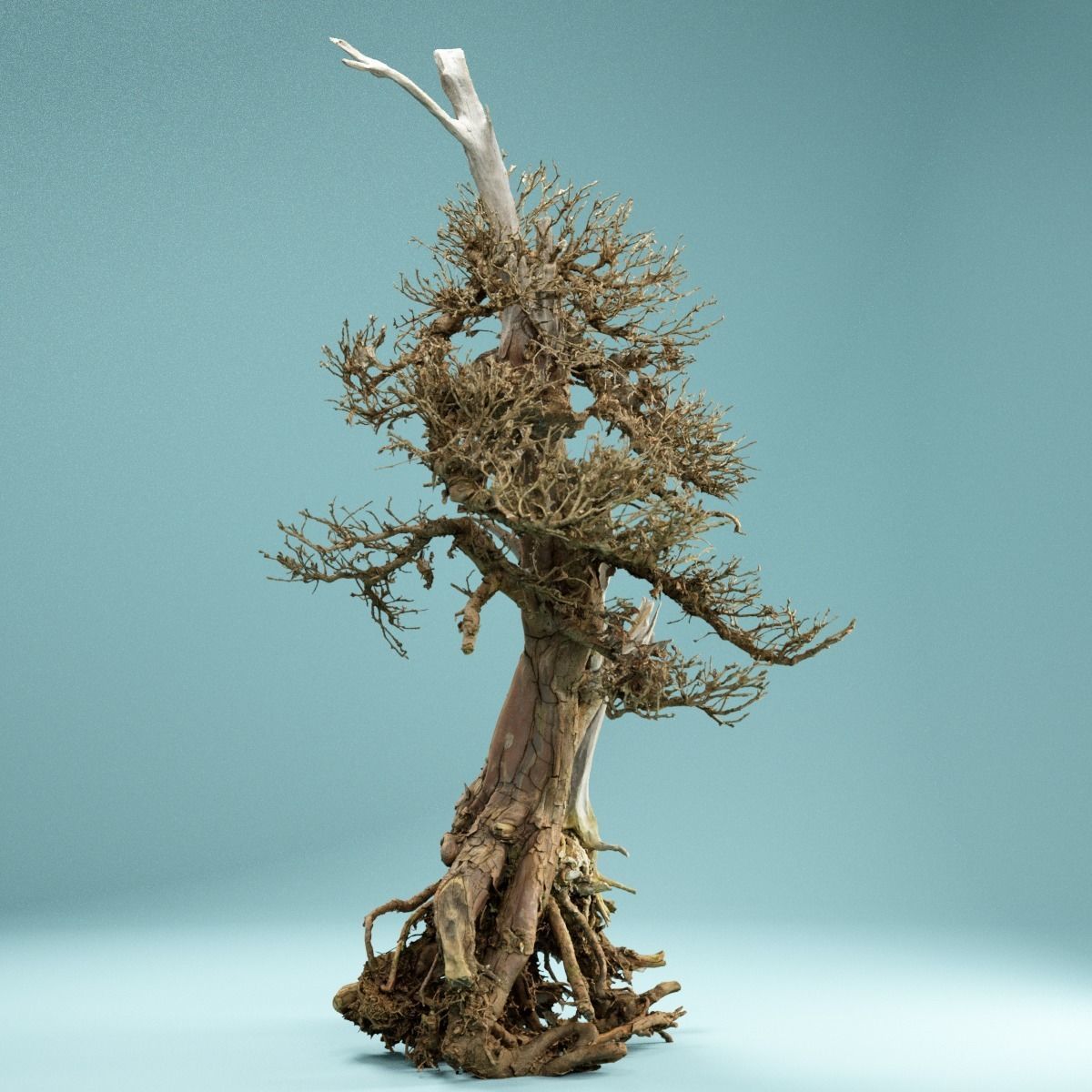 RAW SCAN Dead Bonsai Tree High Poly 05 3D model_8