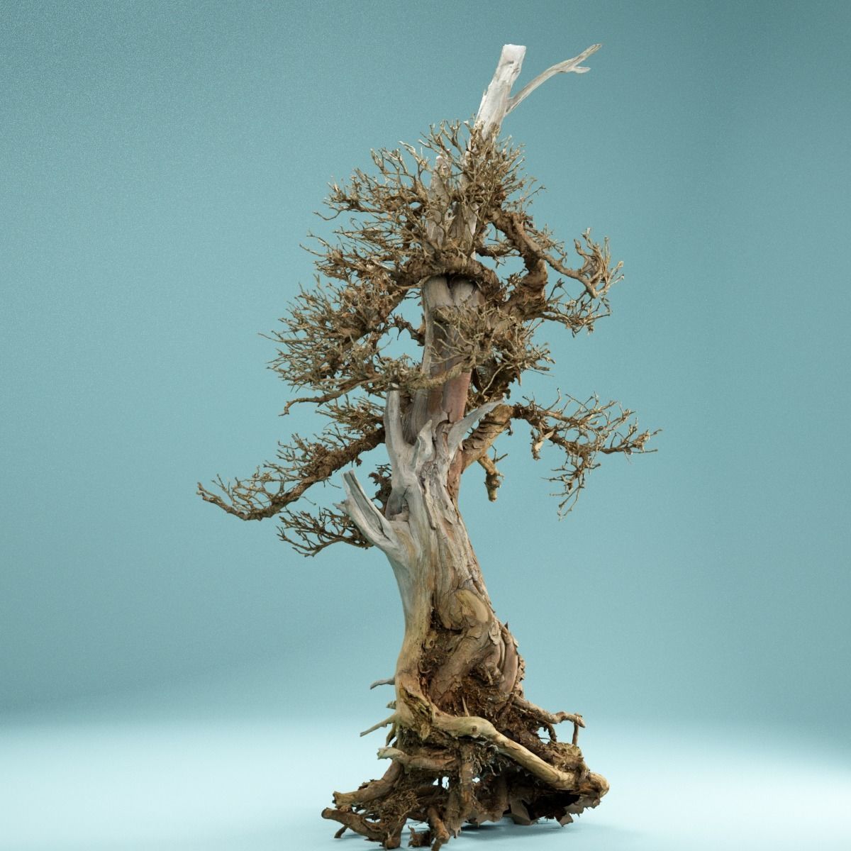 RAW SCAN Dead Bonsai Tree High Poly 05 3D model_2
