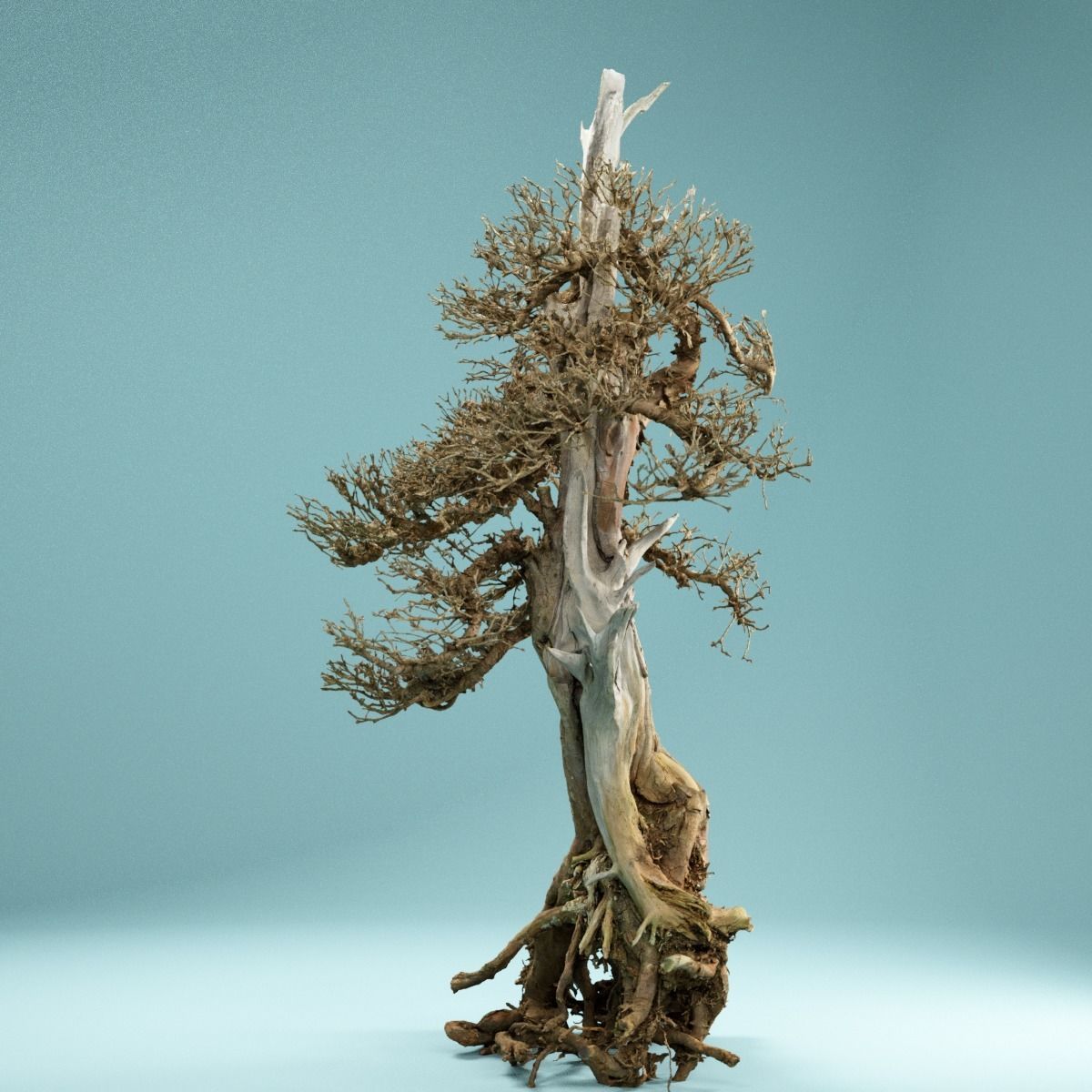 RAW SCAN Dead Bonsai Tree High Poly 05 3D model_3