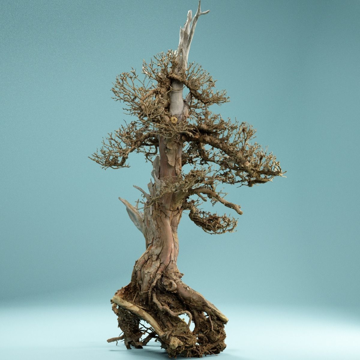 RAW SCAN Dead Bonsai Tree High Poly 05 3D model_11