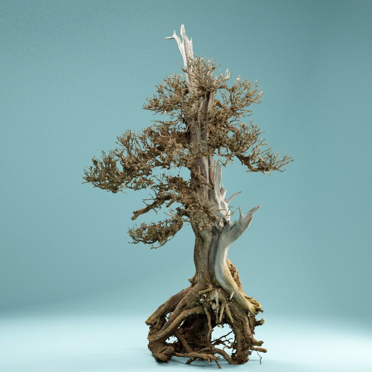 RAW SCAN Dead Bonsai Tree High Poly 05 3D model_5
