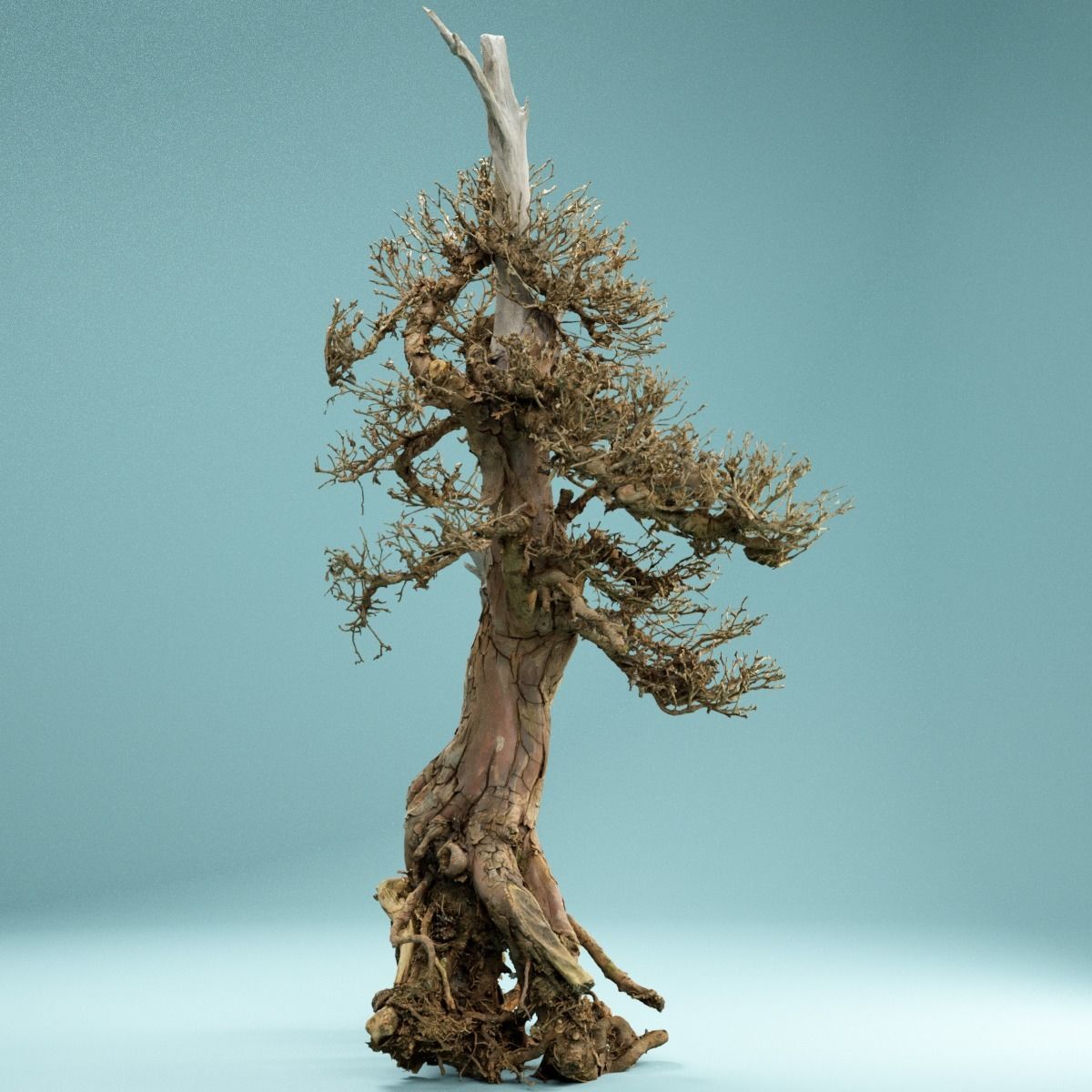 RAW SCAN Dead Bonsai Tree High Poly 05 3D model_9
