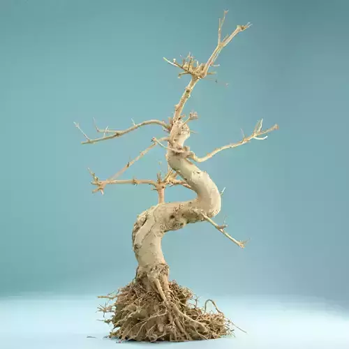 RAW SCAN Dead Bonsai Tree High Poly 06 3D model