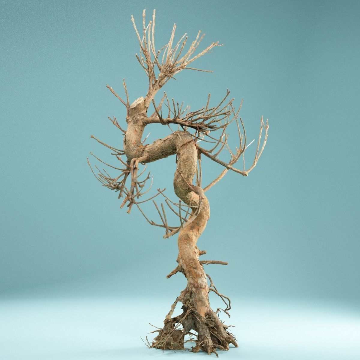 RAW SCAN Dead Bonsai Tree High Poly 08 3D model_3