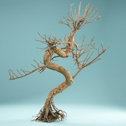RAW SCAN Dead Bonsai Tree High Poly 08 3D model