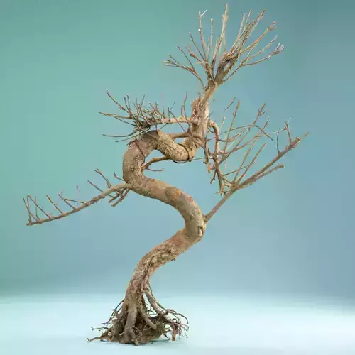 RAW SCAN Dead Bonsai Tree High Poly 08 3D model