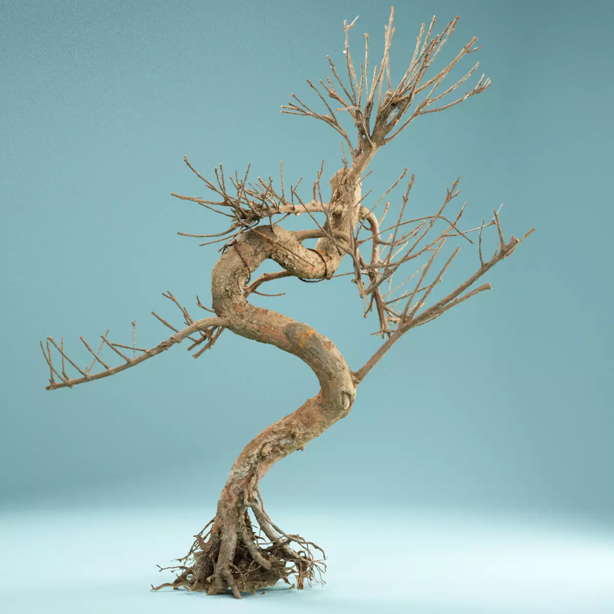 RAW SCAN Dead Bonsai Tree High Poly 08 3D model_0