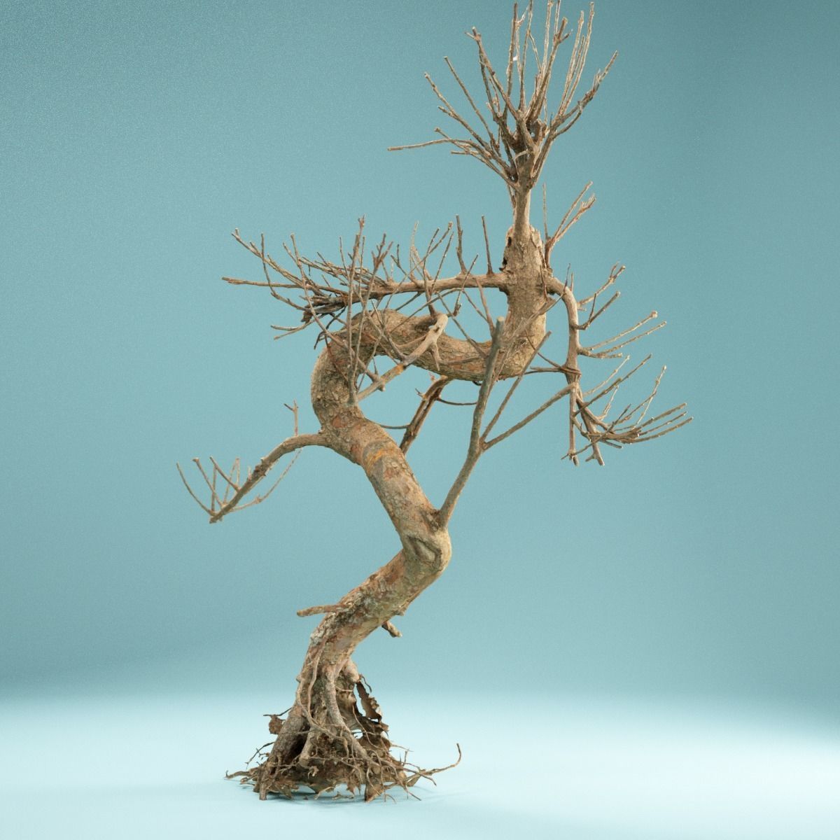 RAW SCAN Dead Bonsai Tree High Poly 08 3D model_11