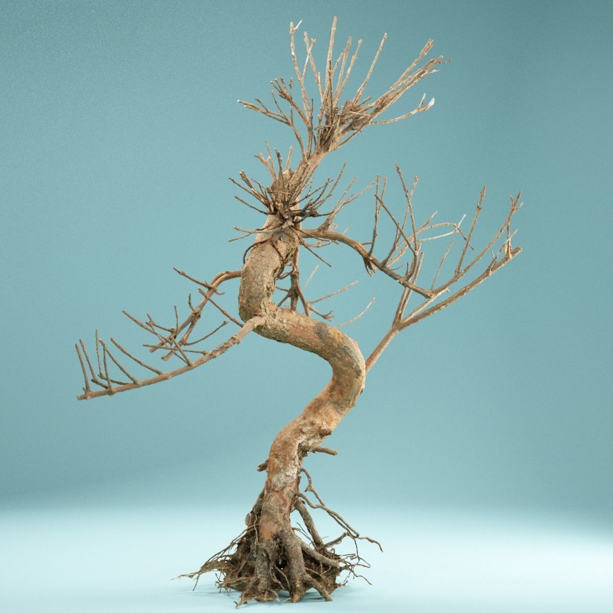 RAW SCAN Dead Bonsai Tree High Poly 08 3D model_2